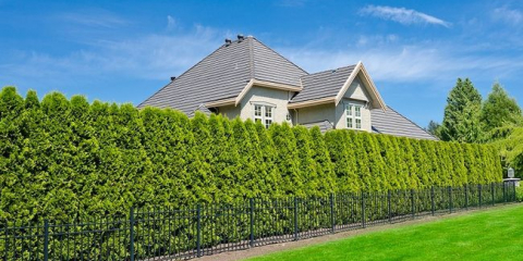 Stromy podél plotu: co je lepší zasadit?